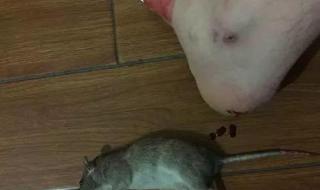 为什么拉屎有血 为什么拉屎有血